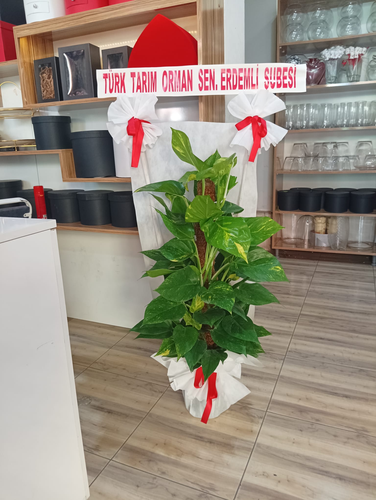 Saksı Bitki