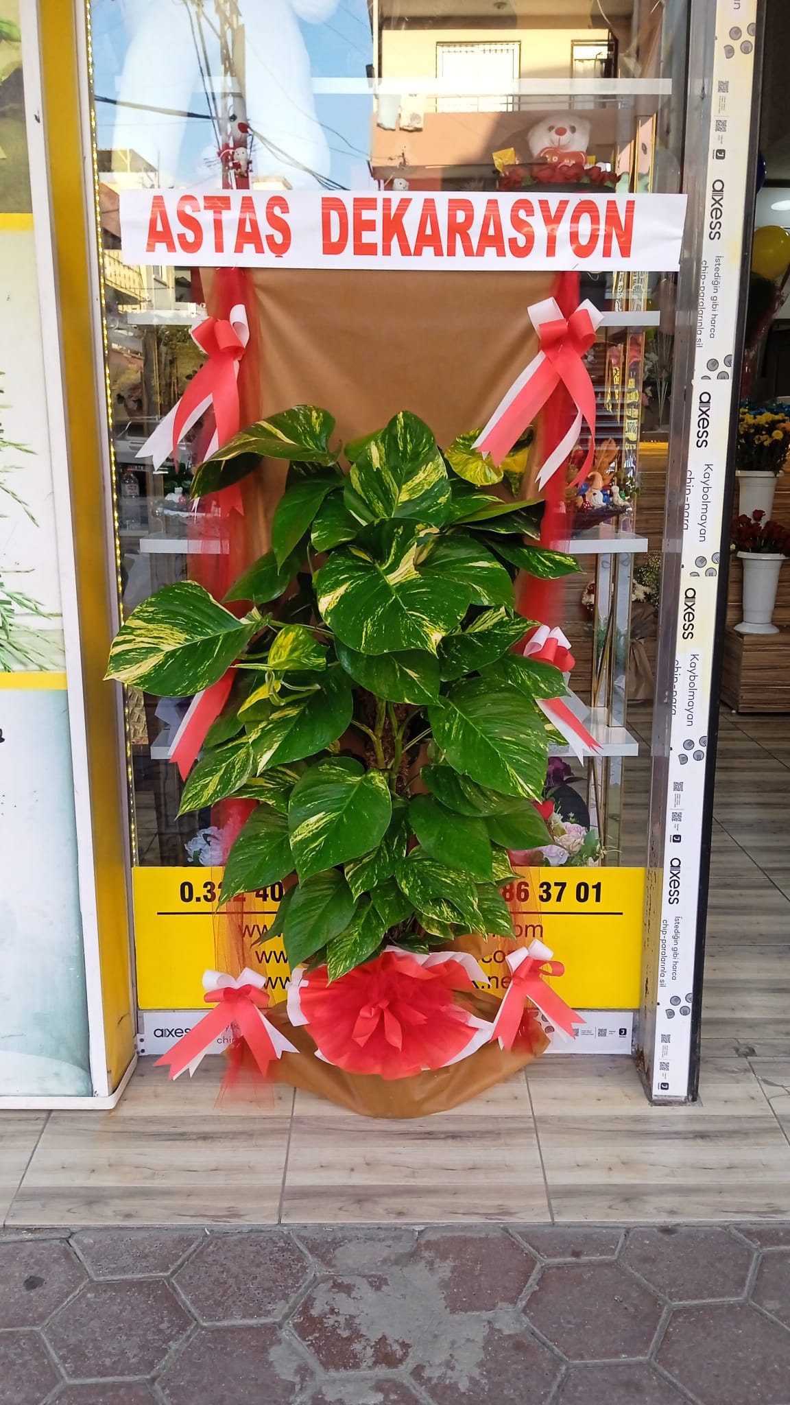 Saksı Bitki