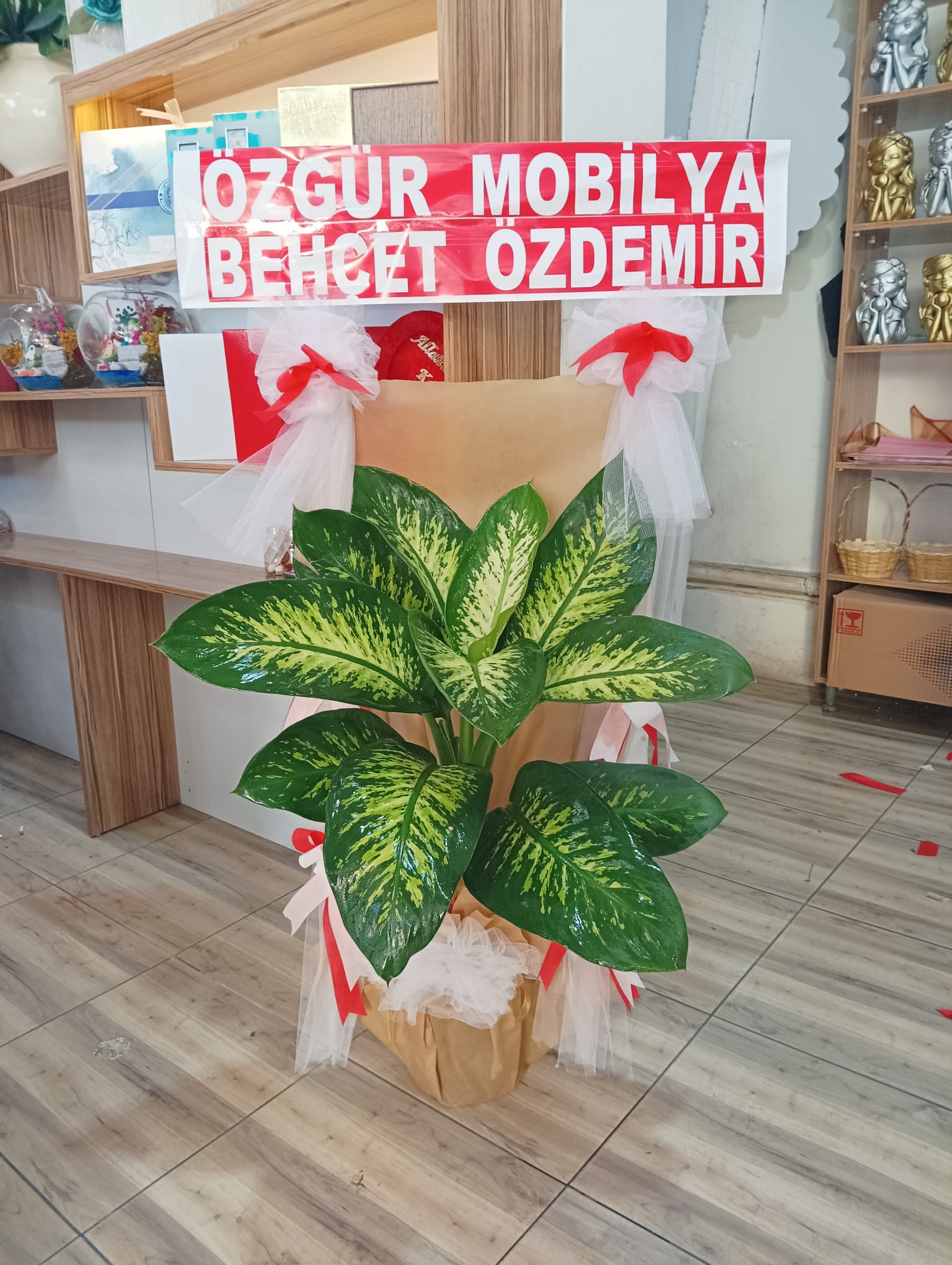 Saksı Bitki